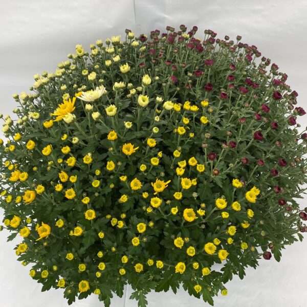 Chrysanthèmes Pompon trios de couleurs coupe 27 cm – Image 3