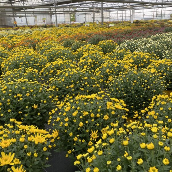 Chrysanthèmes