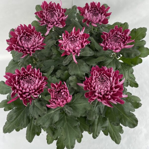 Chrysanthèmes Boule 7/8 fleurs