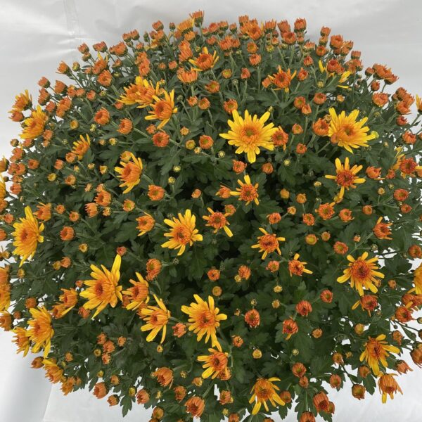 Chrysanthèmes Pompon coupe 25cm