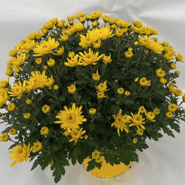 Chrysanthèmes Pompon pot de 17 cm tons sur tons