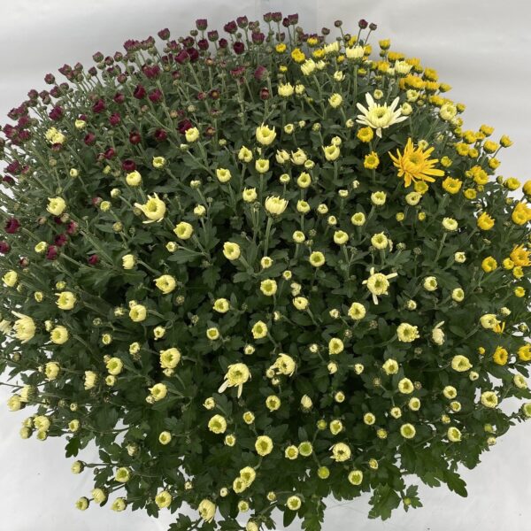 Alternative view of Chrysanthèmes Pompon trios de couleurs coupe 27 cm