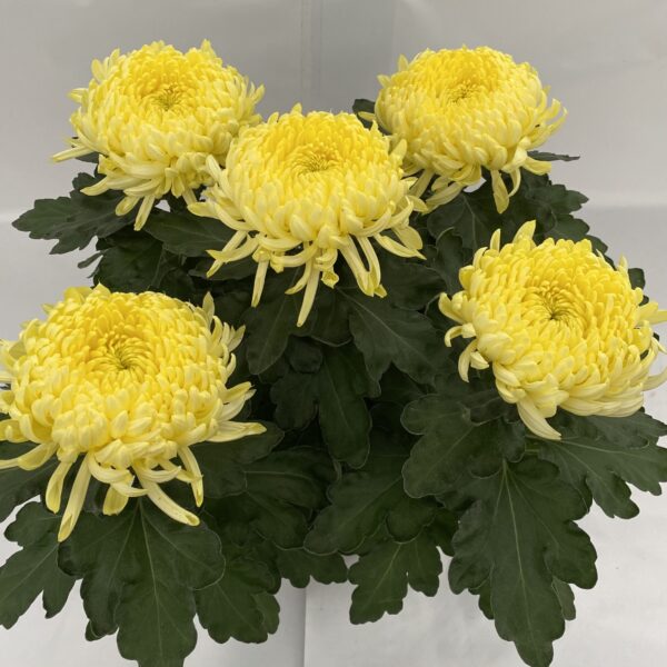 Chrysanthèmes Boule 4/5 fleurs