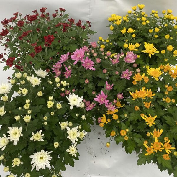 Chrysanthèmes Pompon pot de 13cm