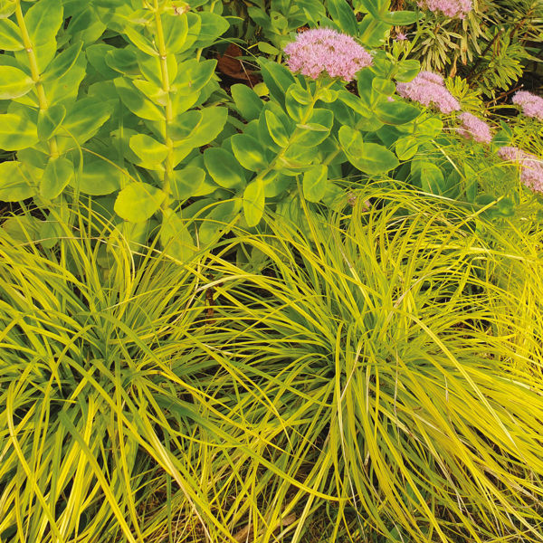 Alternative view of 💛 Carex 'Everillo' – Un éclat de lumière toute l’année ! 💛