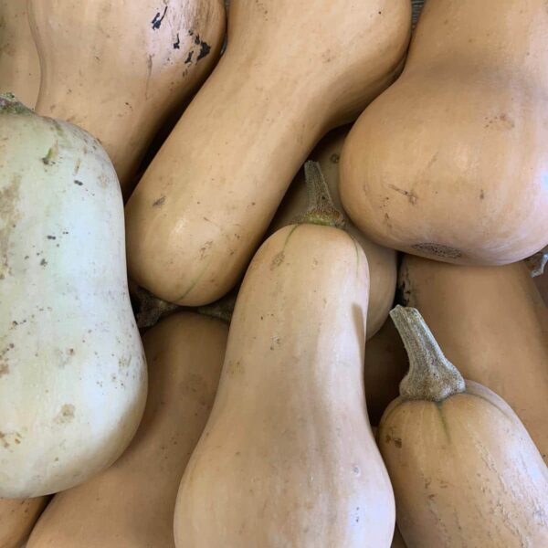 Butternut origine Alsace (1 kilo)