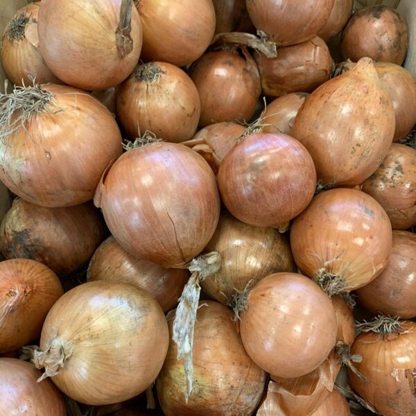 Oignon jaune origine Alsace (500 gr)