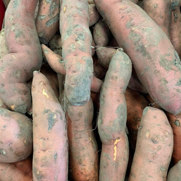 Patate douce origine Alsace (1 kilo)