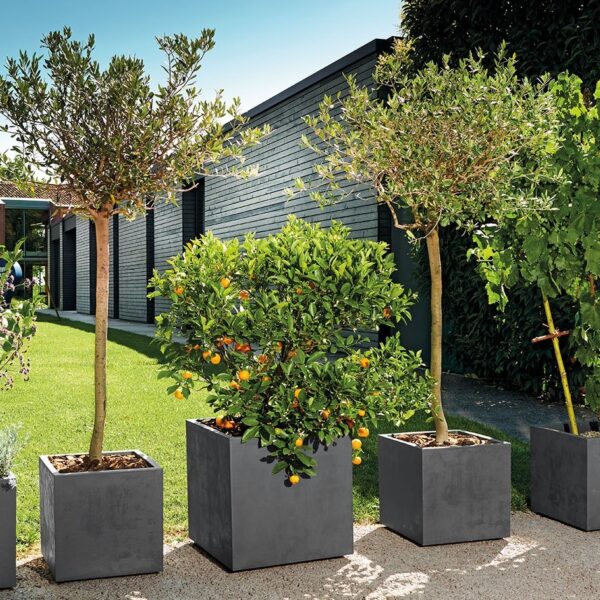 Collection "Millenium"