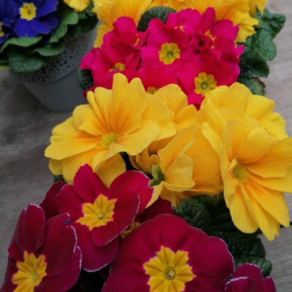 Alternative view of Primevère