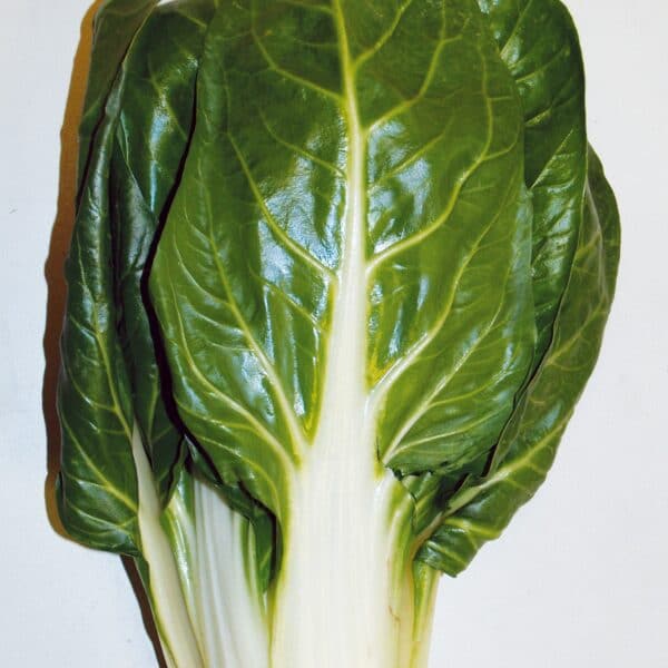 Bette à carde blanche