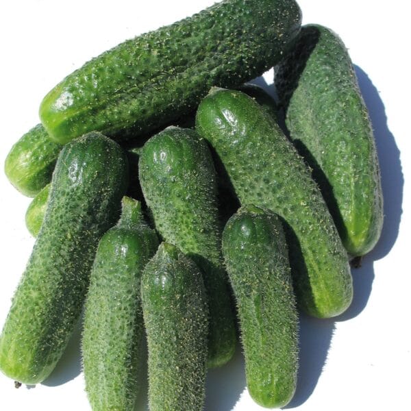 Cornichon