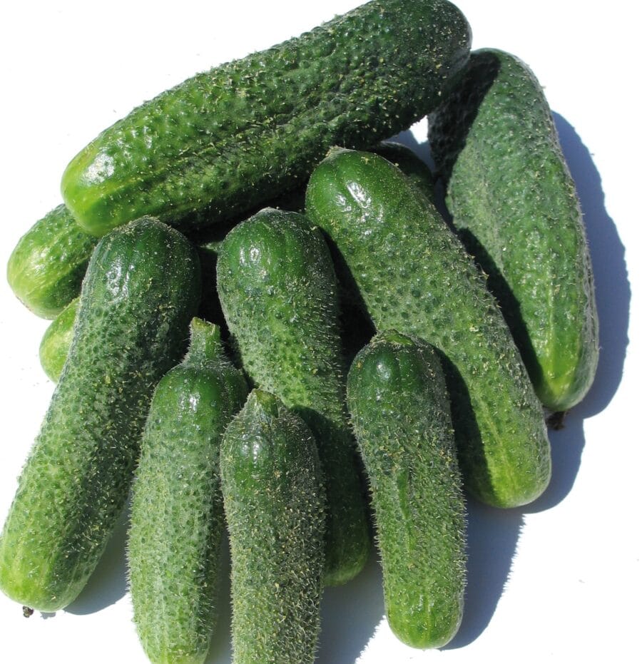 Cornichon