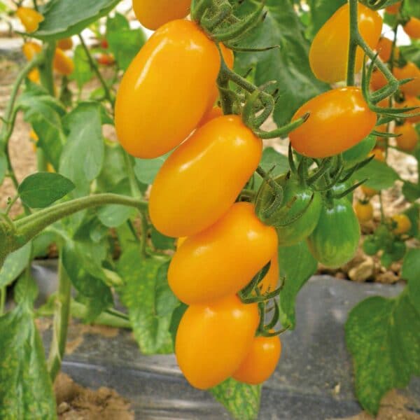 Tomate cerise "Dolly"