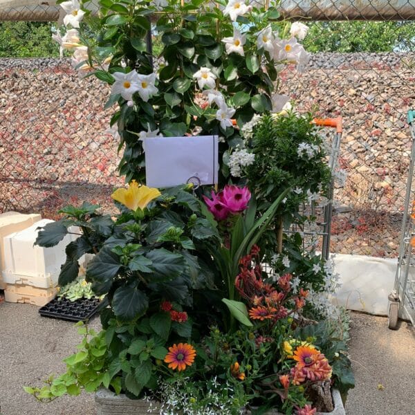 Très grande coupe plantée