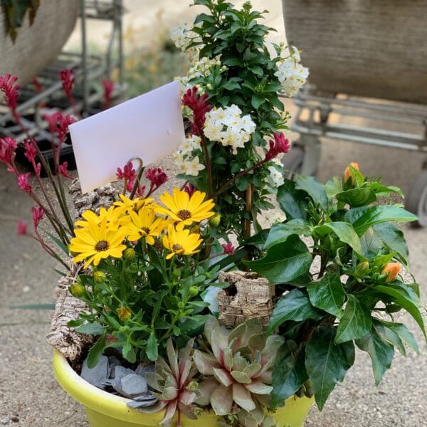 Petite coupe plantée coloré