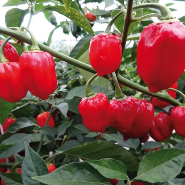 Piment Habanero🌶️ (500 000 sur l'échelle de scoville)