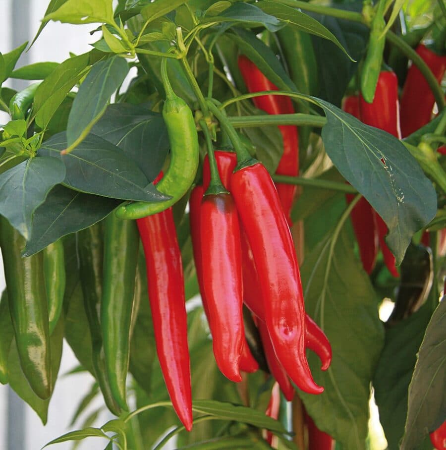 Piment fort de cayenne (50 000 sur l'échelle de scoville)