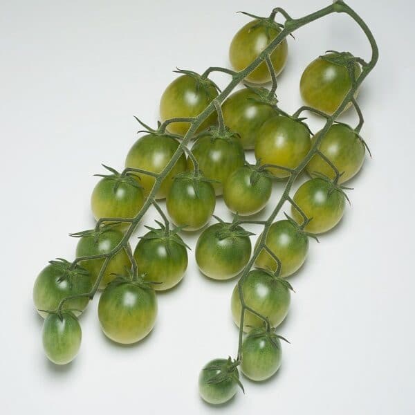 Tomate cerise verte "Sungreen"