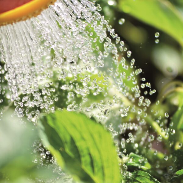 Plantes utiles pour jardiner au naturel