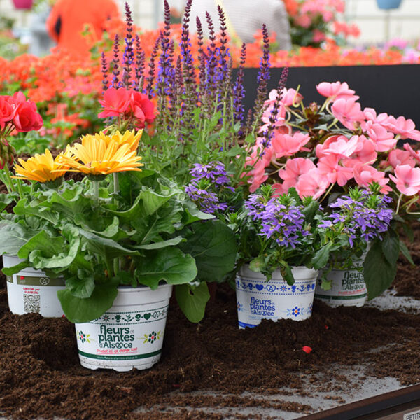 Nos plantes de saison