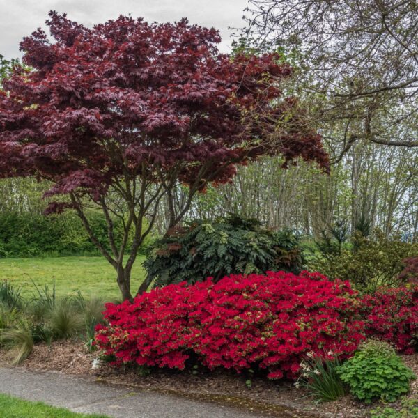 Arbustes de pépinière