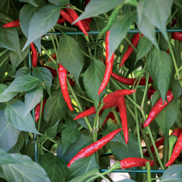 Piment Thaï Toofan🌶️   (50 000 sur l'échelle de scoville)