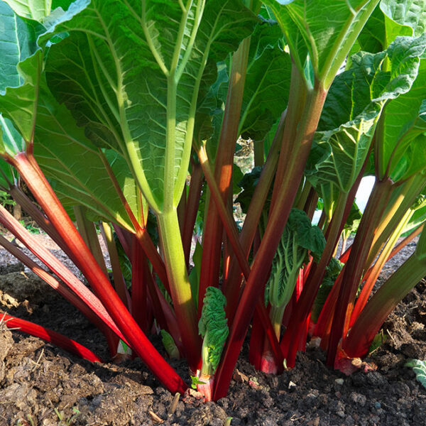 Rhubarbe Raspberry