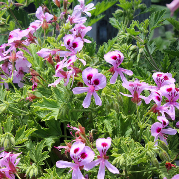 Géranium citronnelle (Plante répulsive : éloigne les moustiques)