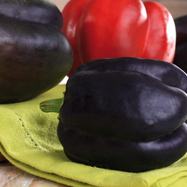 Poivron carré violet (Bellania)