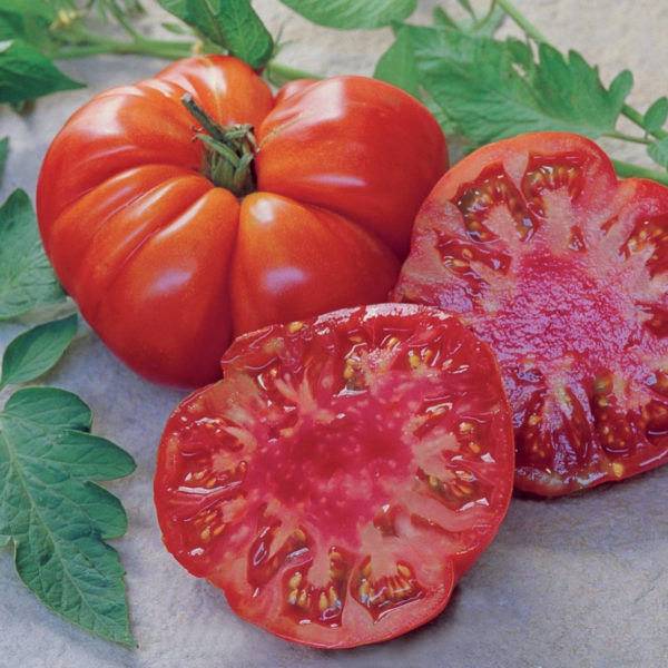 Tomate Marmande