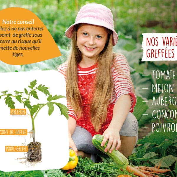 Tomates et légumes greffés