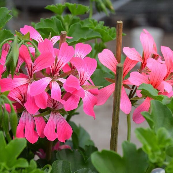 Géranium lierre Rose et Blanc