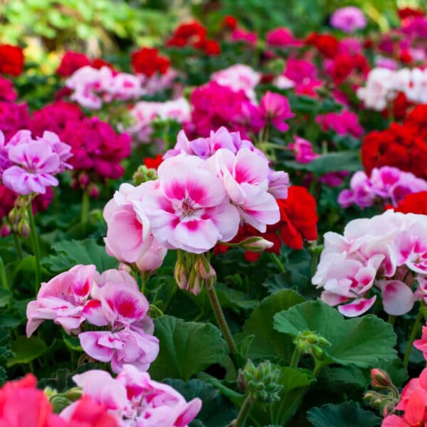Géranium Zonal