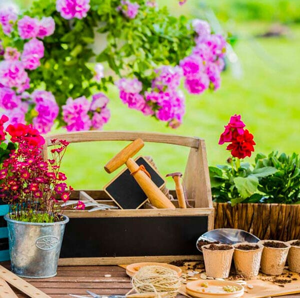 Géranium Lierre fleurs double