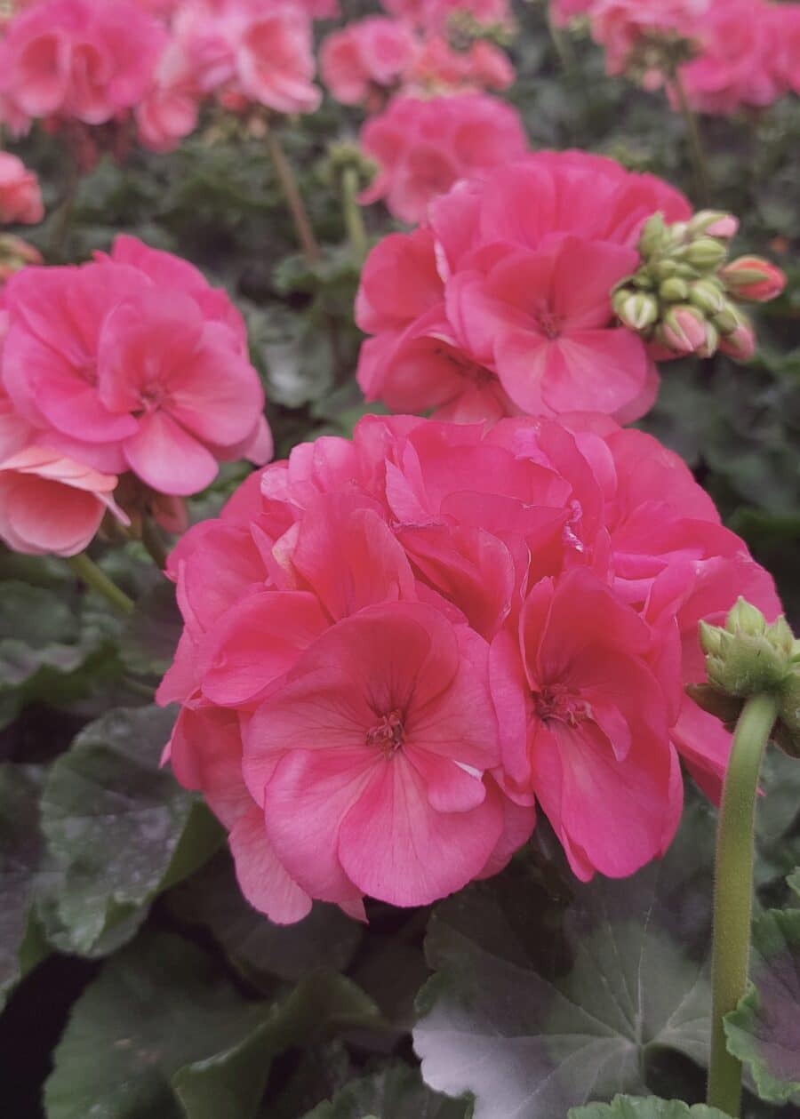 Géranium Zonal Rose (flamingo)