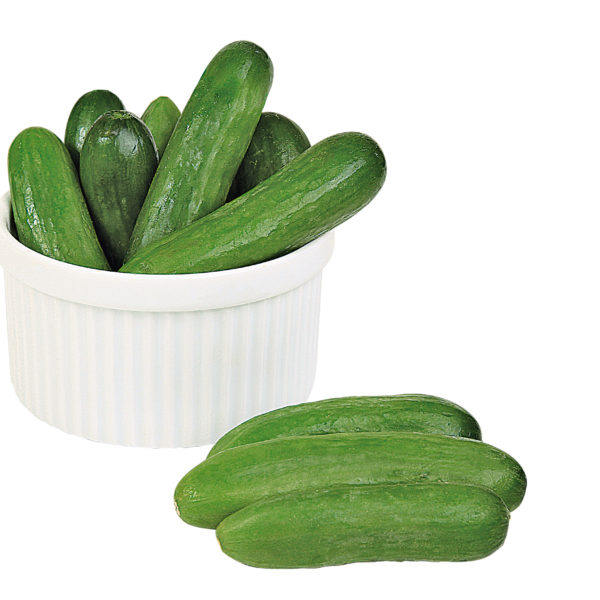 Mini concombre Rocky (10 cm)