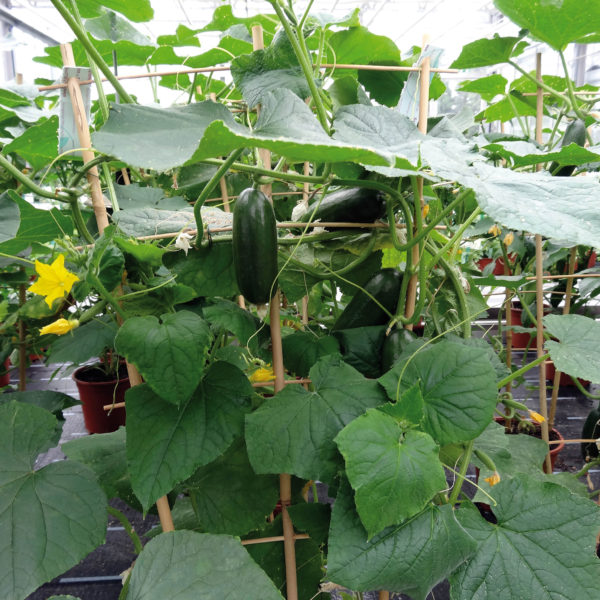 Alternative view of Mini concombre Rocky (10 cm)