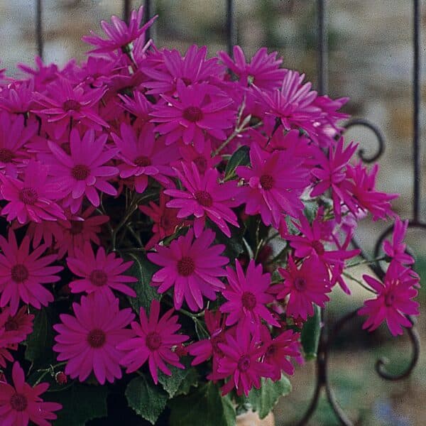 Senetti