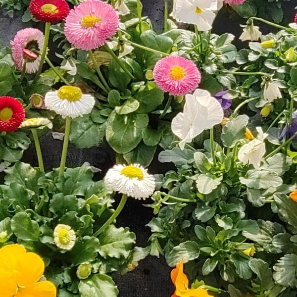 Trio variétés printanières