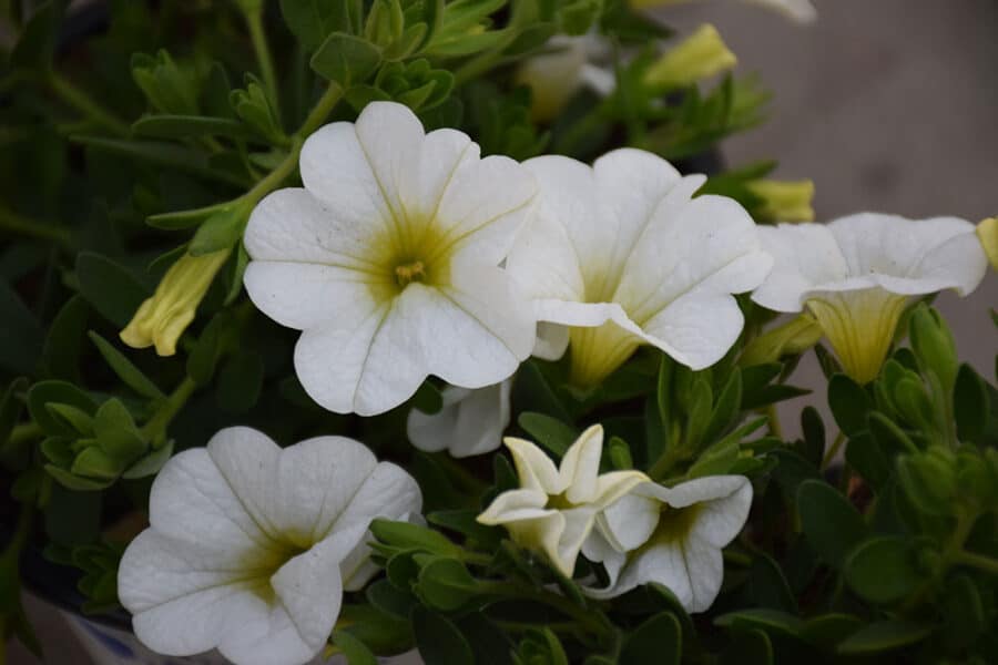 Calibrachoa blanc (plante retombante)