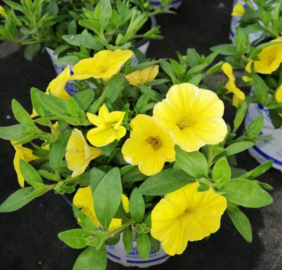 Calibrachoa Jaune (plante retombante)