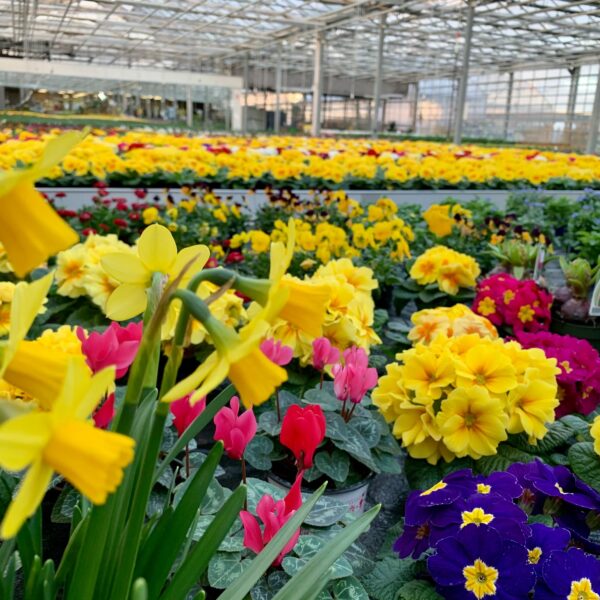 Plantes Printanières