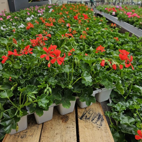 Barquette de 10 géraniums Lierres