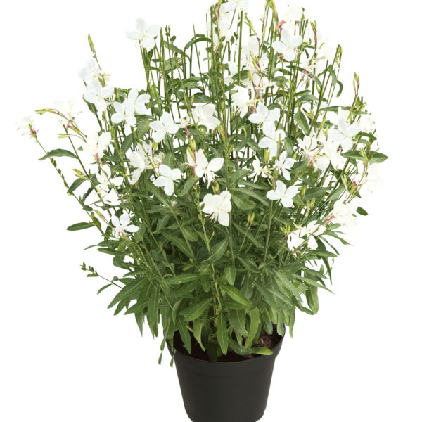 Alternative view of 🌸 Gaura 'Nova' – Un nuage de fleurs tout l'été ! 🌸