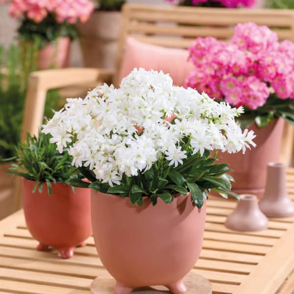 Alternative view of 🌸 La beauté unique du Lewisia ! 🌸