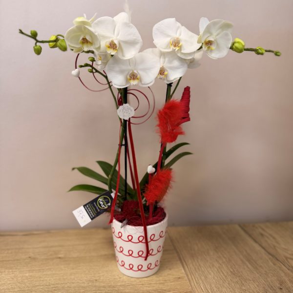 Orchidée blanche garnis en rouge