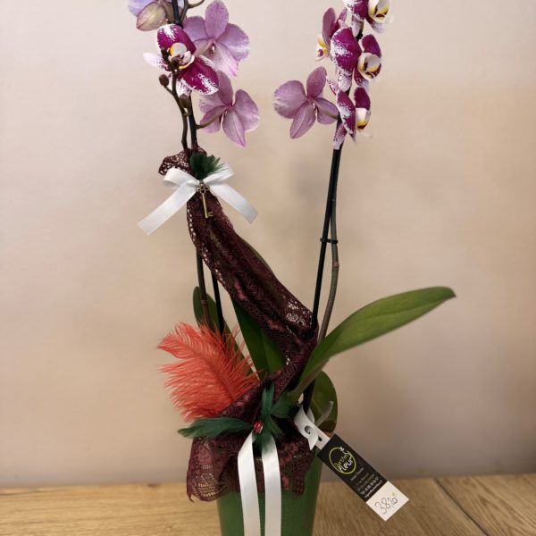 Orchidée rose/blanche thème "Les Hauts de Hurlevent"