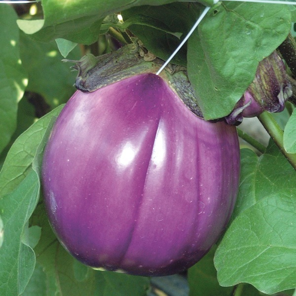 Aubergine ronde rose Béatrice