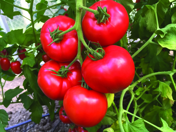 Tomate "Jouvence" greffée